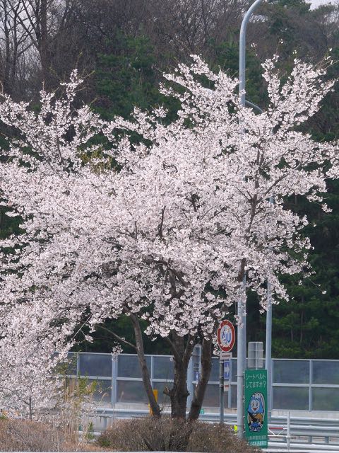 桜が満開。.jpg